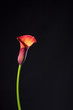 Leinwanddruck Bild - Beautiful vibrant purple, red, orange calla lily / arum lily (botanical: Zantedeschia aethiopica) shot against black background.