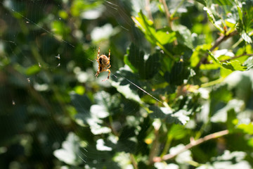 a spider is sitting on a web in its den.