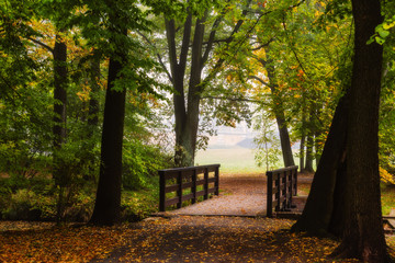 Poster - Golden shine autumn panorama scene in the park, the morning sun shining through the trees and fog.