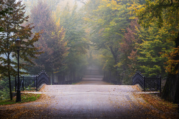 Poster - Golden shine autumn panorama scene in the park, the morning sun shining through the trees and fog.
