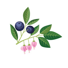 Wall Mural - Sprig of blueberries on a white background.