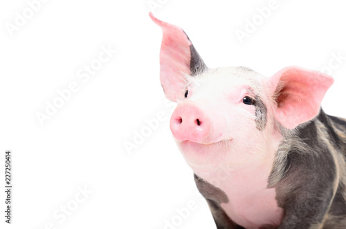 Cuadros en Lienzo Portrait of a cute cheerful pig, isolated on white background