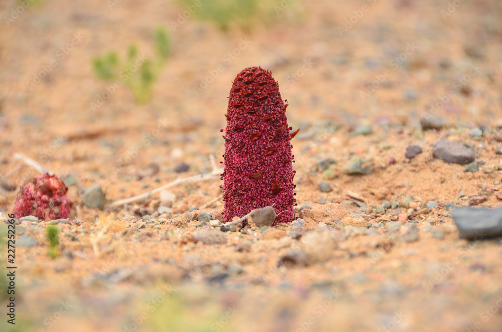 Goyo flower on Gobi desert, Mongolia Stock Photo | Adobe Stock