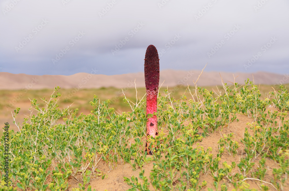 Goyo flower on Gobi desert, Mongolia Stock Photo | Adobe Stock