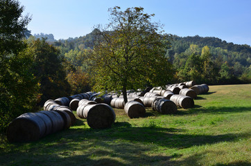 Flock of hay