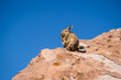 Close up vizcacha pic in teh altiplano in Bolivia. The Andes Range. Rocks and blue sky