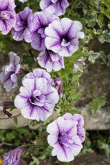 Wall Mural - Blue Vein Petunias in bloom ( Petunia Surfinia )