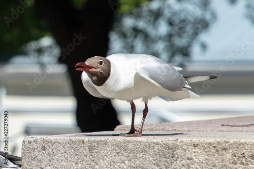 Fényképezés Black-headed gull in summer hood leans into song in Turku, Finland