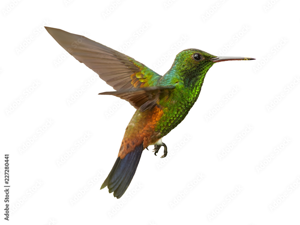 Isolated on white background, shining green, caribbean hummingbird with coppery colored wings and tail, Copper-rumped Hummingbird, Amazilia tobaci hovering in the air. Trinidad and Tobago. - obrazy, fototapety, plakaty 