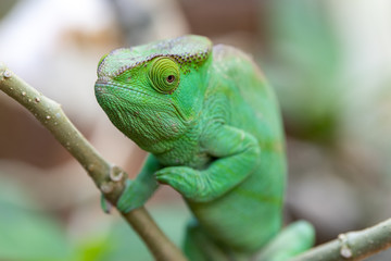 Female green Chameleon in Madagascar, green chameleons animal wildlife, wild animals in Madagascar. Holiday travel tour in Andasibe, Isalo, Masoala, Marojejy National parks. Chameleons.