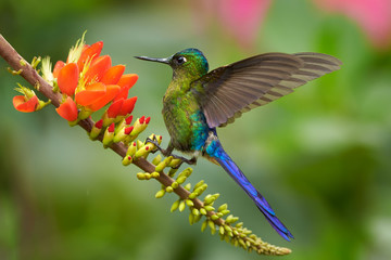 Violet-tailed Sylph, Aglaiocercus coelestis, long-tailed hummingbird, feeding on a  orange flowers, showing off its blue colors and wings against abstract pink and green background. Tatama, Colombia.