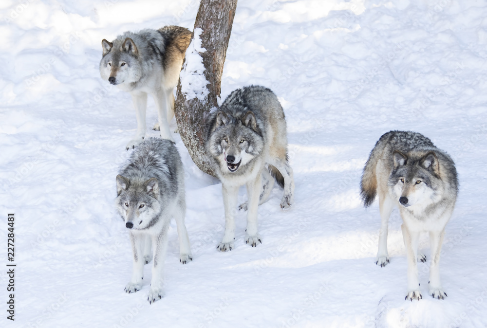 Isolated Wolves Timber wolves or grey wolves (Canis lupus) isolated on white background ...