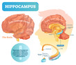 Hippocampus vector illustration. Labeled diagram with isolated closeup.
