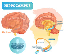 Hippocampus Vector Illustration. Labeled Diagram With Isolated Closeup.