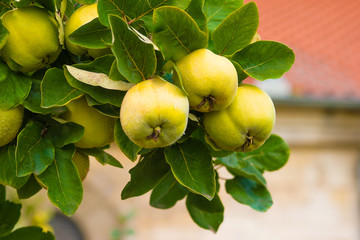 Quince tree growing in the garden. Beautiful Background.