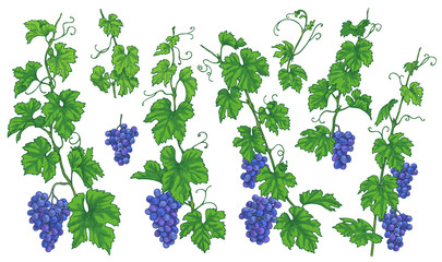 Wall Mural - Grape Branches with Ripe Berries