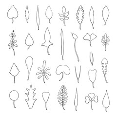 Sticker - Types of leaf. Outline leaves of different types, isolated on white background. Hand drawn Monochrome realistic illustration