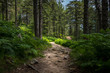 © Ondej - Mysterious path full of roots in the middle of wooden coniferous forrest, surrounded by green bushes and leaves and ferns found in Corse, France