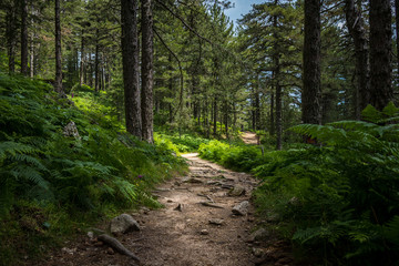 mysterious path full of roots in the middle of wooden coniferous forrest, surrounded by green bushes