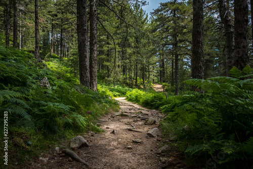 Mysterious path full of roots in the middle of wooden coniferous forrest, sur...