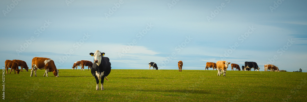 Dairy Cows In Pasture - obrazy, fototapety, plakaty 