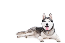 Portrait Of Young Beautiful Funny Husky Dog Sitting With Its Tongue Out On White Isolated Background. Smiling Face Of Domestic Pure Bred Dog With Pointy Ears. Close Up, Copy Space.