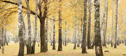 Foto-Lamellenvorhang - beautiful scene with birches in yellow autumn birch forest in october among other birches in birch grove (von yarbeer)