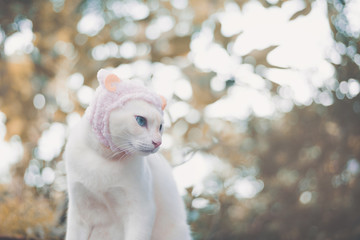 Wall Mural - Portrait of White Cat wearing hat,animal  fashion concept.