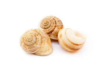 Wall Mural - Exotic sea snail isolated on white background