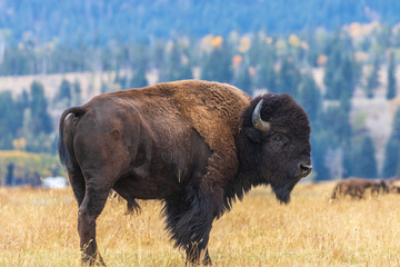 Wall Mural - American Bison bull in Autumn