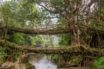 Famous Double Decker living roots bridge near Nongriat village, Cherrapunjee, Meghalaya, India. This bridge is formed by training tree roots over years to knit together.