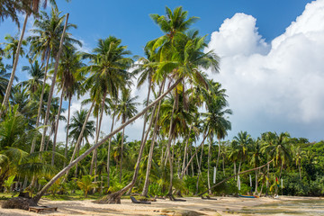 Wall Mural - Palm trees on beautiful tropical beach on Koh Kood island in Thailand