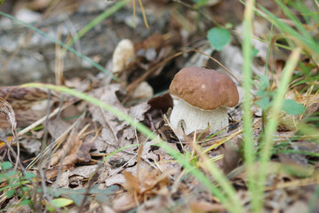 beautiful forest mushrooms from under Kiev