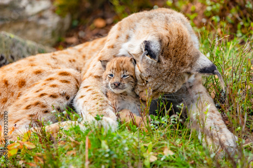 Fotografía Caring lynx mother and her cute young cub in the grass