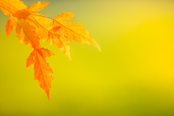 Wall Mural - Abstract colourful autumn leaves