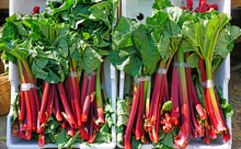 Crates Of Green And Red Rhubarb Stalks At A Farmers Market