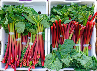Wall Mural - Crates of green and red rhubarb stalks at a farmers market
