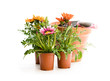 Colorful  Gazania flowers in flowerpot isolated on white. Ready for planting.