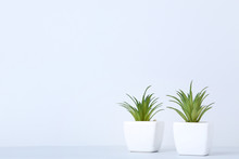 Green Plants In Pots On Grey Background