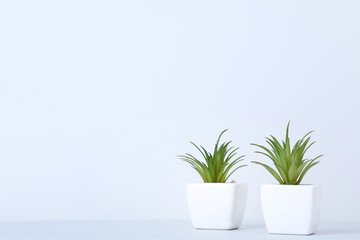 Wall Mural - Green plants in pots on grey background