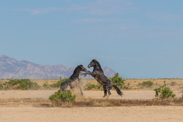 Poster - Wild Horse Stallions Fighting in the Utah desert