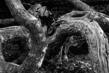 Fototapeta Dziecięca - black and white image of a tree lying down