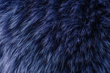 Poster - Blue fur macro texture material fashion fabric blur background