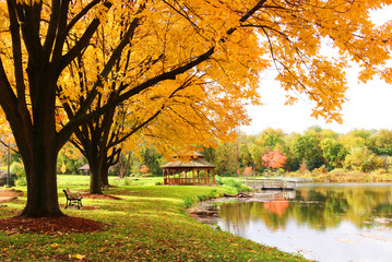 Wall Mural - midwest nature background with park view. beautiful autumn landscape with colorful trees around the 