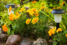 Beautiful Flowers Of Marigold (Tagetes Erecta) With Solar Garden Light In Flower Bed After Rain In Summer Close Up.