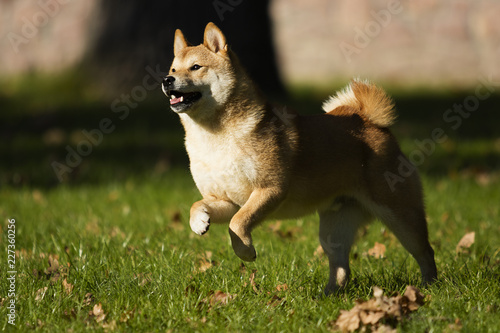 Redhead Shiba Inu Dog Running Across The Lawn Buy This