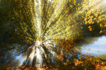 Wall Mural - Leaves on the branches in the autumn forest.