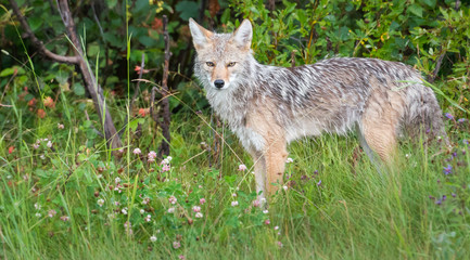 Coyote in the wild