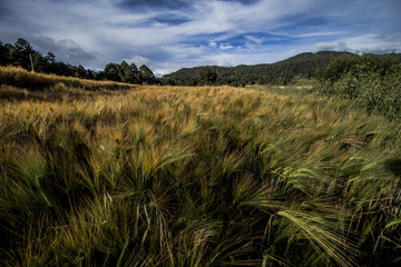 wheat field