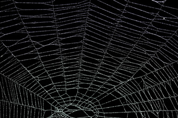 Wall Mural - real frost covered spider web isolated on black